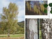 07. Birke image-67926