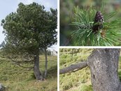 35. Spirke image-67956