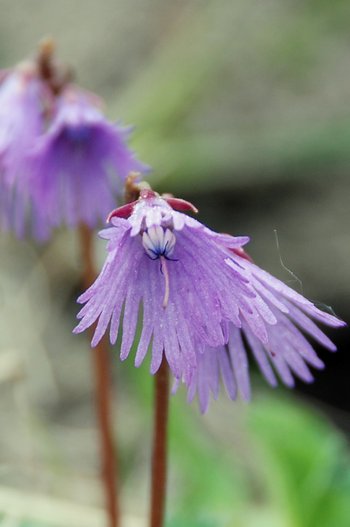 Soldanelle-Alpengloeckchen_Bluete-webbearb