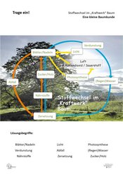 ABL_Baeume_Stoffwechsel_Verschiedenes