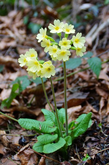 Pflanze-Himmelschluessel-Pfaender-wg-2017-_18_-Jigsawplanet-webbearb