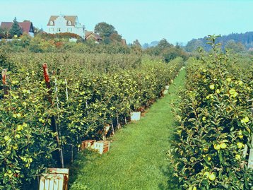 22. Obstanbau bei Wasserburg image-2244