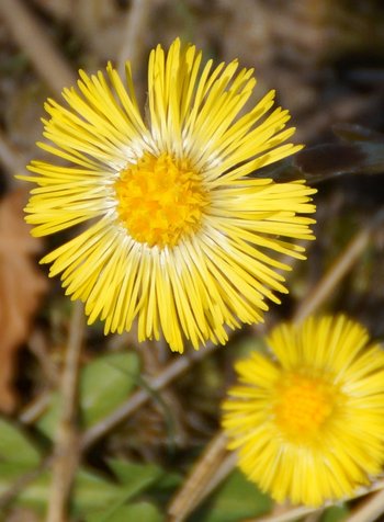 03b-Blume-Huflattich-Lauteracher-Ried-Bluete-wg-2020-_14_-webbearb