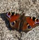 Tagpfauenauge image-89703