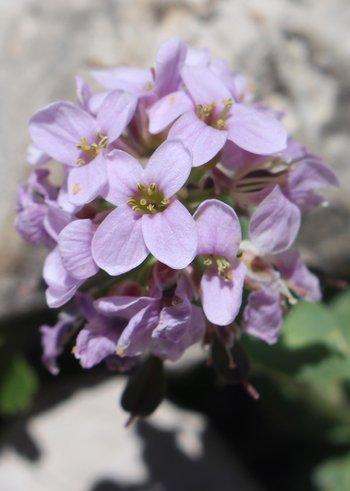 Rundblaettriges-Taeschelkraut-Warther-Horn-2016-wg-_1_-webbearb