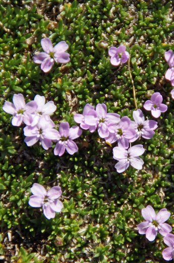 Blume-Leimkraut-Montafon-Versallspitze-Wiegensee-wg-2019-_10_-webbearb