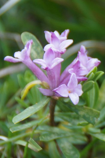 Blume-Steinroeschen-Kleinwalsertal-Breitachklamm-wg-2018-_102_-webbearb
