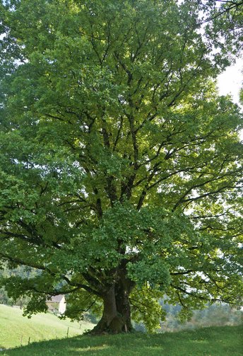 Eiche-HHH-Baum