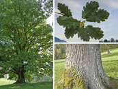 10. Eiche image-67929