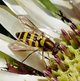 Gestreifte Waldschwebfliege image-89650