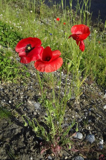 3500198-25-Klatschmohn-webbearb