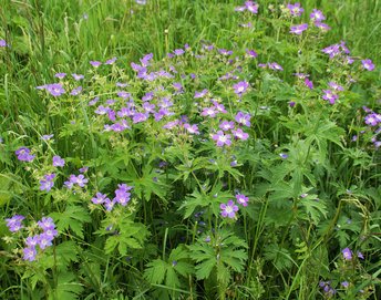 Waldstorchschnabel-Kleinwalsertal-2016-wg-_4_-webbearb
