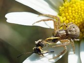 Krabbenspinne image-56217