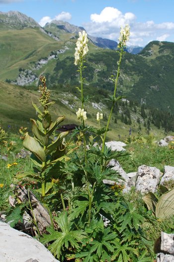 Gelber-Eisenhut_1-am-2020-webbearb