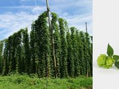 07. Hopfenanbau image-68370