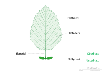 12e_Blattaufbau_Rand