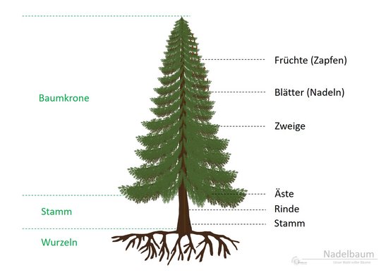28b. Nadelbäume - Aufbau
