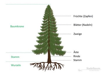 28b. Nadelbäume - Aufbau 28b. Nadelbäume - Aufbau