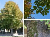 18. Kastanie image-67937