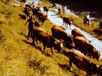 25. Alpabtrieb image-12482