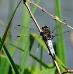 Spitzflecklibelle image-89811