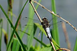 Spitzflecklibelle  Spitzflecklibelle