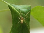 Enoplognatha ovata image-56216