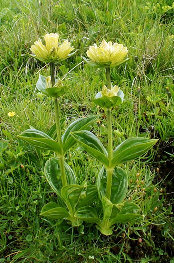 Blume-punktierter-Enzian-Mutschen-CH-wg-2018-_157_-webbearb