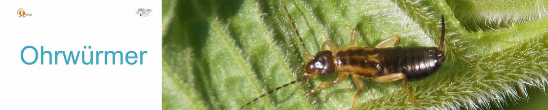 51a_Ohrwuermer-Panorama-quer