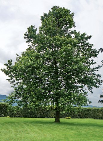 Ahorn2-HHH-Baum