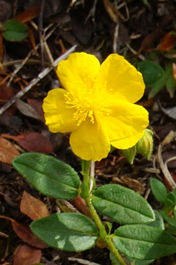 Alpensonnenroeschen-_1_-webbearb