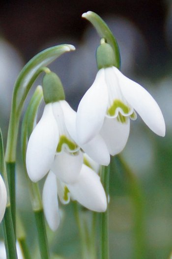 Blume-Schneegloeckchen-wg-2016-_5_-webbearb