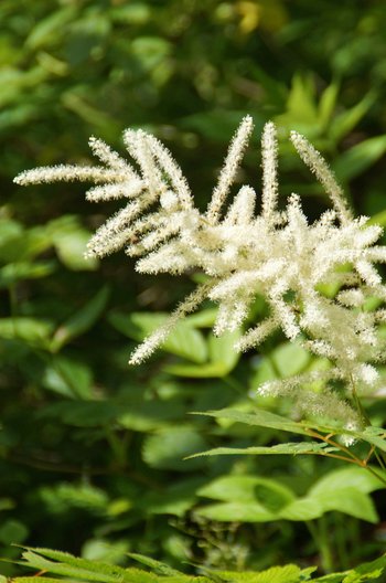 Blume-Waldgeissbart-Kleinwalsertal-Breitachklamm-wg-2018-_22_-webbearb
