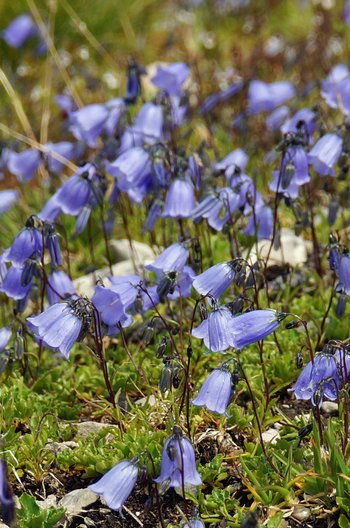 Glockenblume-_9_-webbearb