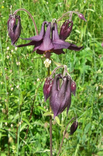 UHVf18_13-Akelei-webbearb