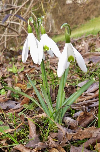 3500198-01-Schneegloeckchen-webbearb