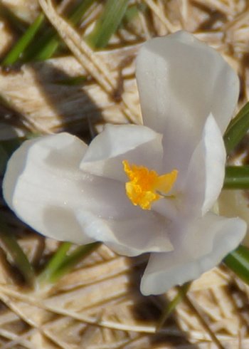 Blume-Krokus-Freschen-Bluete-wg-2021-_221a_-webbearb