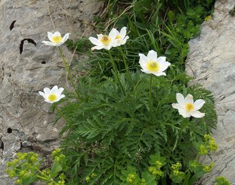 Blume-Kuechenschelle-weiss-Mutschen-CH-wg-2018-_124_-webbearb