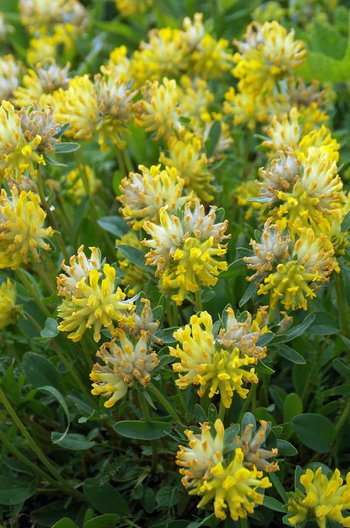 21-Blume-Alpenwundklee-Kleinwalsertal-Breitachklamm-wg-2018-_73_-webbearb