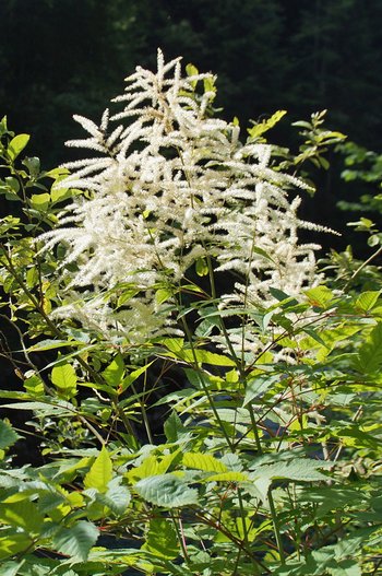 Blume-Waldgeissbart-Kleinwalsertal-Breitachklamm-wg-2018-_21_-webbearb