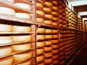 16. Lebensmittel - Käse image-6642