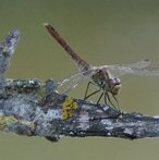 Heidelibelle weiblich image-89813