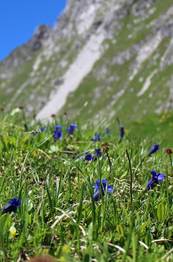 Breitblaetteriger-Enzian-Warther-Horn-2016-wg-_18_-webbearb