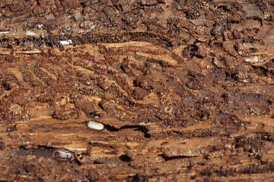 17. Schadeinflüsse 17. Schadeinflüsse