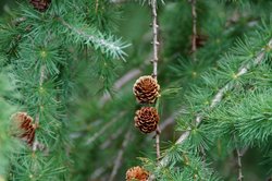 Waldlehrpfad-Scheidegg-wg-2019-_37_-webbearb