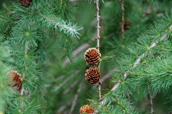 Zapfen, Nadeln und Zweige einer Lärche
