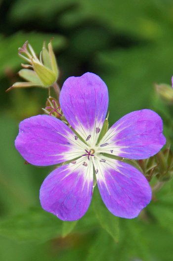 Waldstorchschnabel-Kleinwalsertal-2016-wg-_1_-webbearb