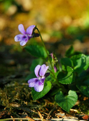 12-Veilchen-hd-webbearb