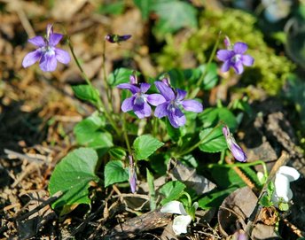 12a-Blume-Veilchen-_17_-hd-webbearb