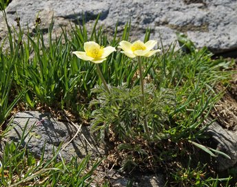 19-Blume-Alpenkuhschelle--Montafon-Versallspitze-Wiegensee-wg-2019-_38_-b-webbearb